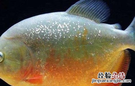 食人鱼可以吃吗 食人鱼怎么吃比较好 食人鱼能吃吗