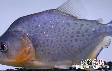 食人鱼可以吃吗 食人鱼怎么吃比较好 食人鱼能吃吗