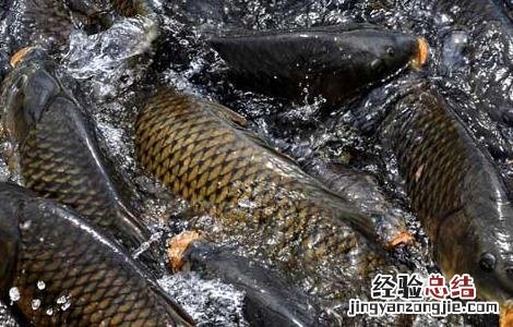 养殖鲤鱼用什么饲料配方 鲤鱼养殖饲料配方及投饵技巧