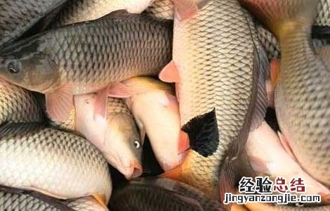 养殖鲤鱼用什么饲料配方 鲤鱼养殖饲料配方及投饵技巧