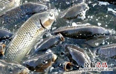 养殖鲤鱼用什么饲料配方 鲤鱼养殖饲料配方及投饵技巧