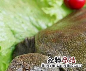 水鱼是什么 水鱼的功效与作用