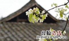 小学生清明节手抄报 清明节手抄报内容推荐