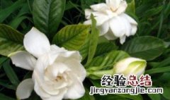 新鲜栀子花怎么吃最好 新鲜栀子花怎么吃