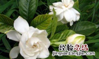 新鲜栀子花怎么吃最好 新鲜栀子花怎么吃