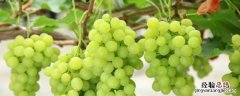 买到酸葡萄怎么处理 买的葡萄太酸了有什么吃法