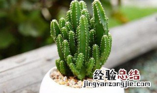 植物万重山的养殖方法 种植万重山的好处