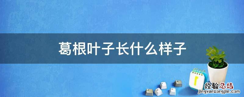 葛根图片 葛根叶子长什么样子