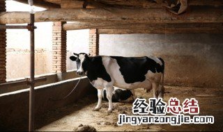 养牛的发酵床是怎么做的 养牛发酵床制作方法