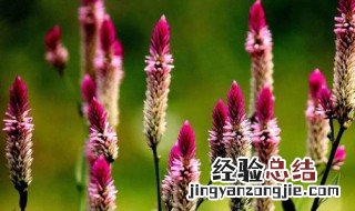 鸡冠花的功效与作用 这两点你都了解吗