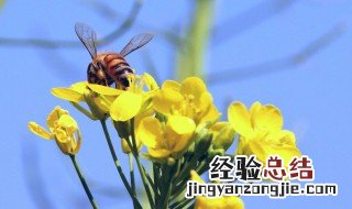 花粉的功效与作用 我国是食用花粉最早的国家你知道吗