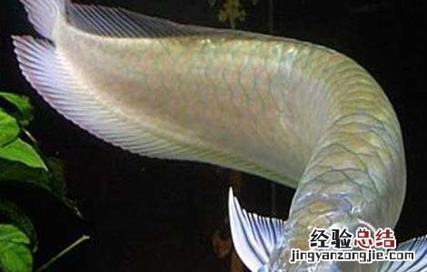 银龙鱼可以和哪些鱼混养 银龙鱼可以和哪些鱼混养一起养