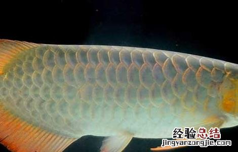 银龙鱼吃什么饲料最好图片价格 银龙鱼吃什么