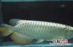 银龙鱼吃什么饲料最好图片价格 银龙鱼吃什么
