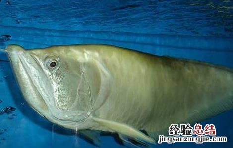 银龙鱼吃什么饲料最好图片价格 银龙鱼吃什么