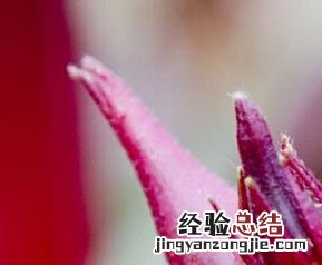 红秋葵的功效与作用 红秋葵的功效与作用及食用方法