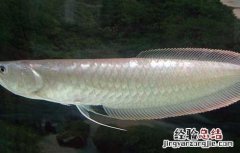 银龙鱼怎么养吃什么 银龙鱼怎么养