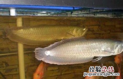 银龙鱼怎么养吃什么 银龙鱼怎么养