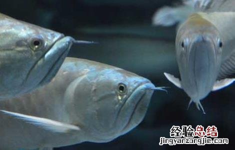 银龙鱼怎么养吃什么 银龙鱼怎么养