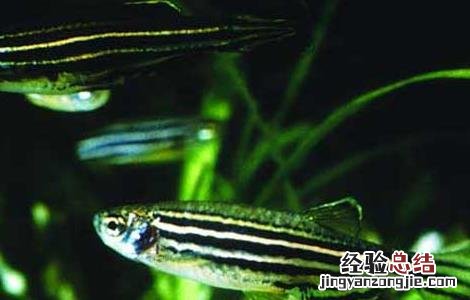 斑马鱼平均寿命 斑马鱼的寿命有多长?