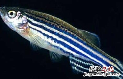 蝶翼斑马鱼怎么养 斑马鱼怎么养
