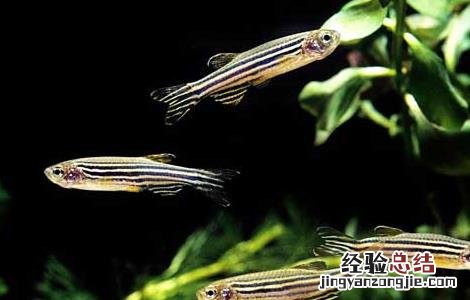 蝶翼斑马鱼怎么养 斑马鱼怎么养
