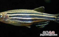 斑马鱼繁殖技术 斑马鱼繁殖周期和视频