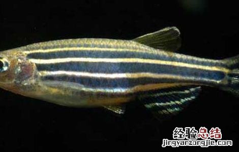 斑马鱼繁殖技术 斑马鱼繁殖周期和视频