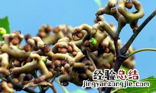 拐枣泡酒的功效和作用 拐枣泡酒有什么疗效