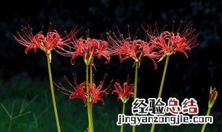 彼岸花的传说 有没有听说过呢