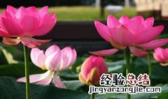 荷花的诗句 荷花的诗句有什么
