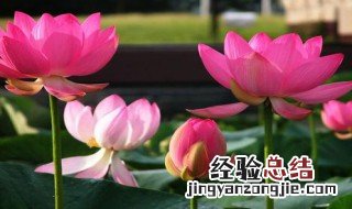 荷花的诗句 荷花的诗句有什么