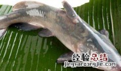 清江鱼简介简单一点的 清江鱼是什么鱼怎么做