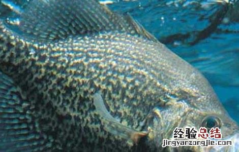 鳜鱼养殖技术和利润 桂鱼养殖技术