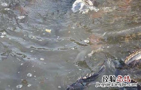 鳜鱼养殖技术和利润 桂鱼养殖技术