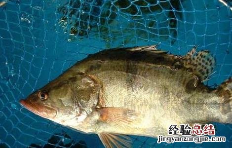 鳜鱼养殖技术和利润 桂鱼养殖技术