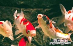 锦鲤怎么养 锦鲤怎么养大的快