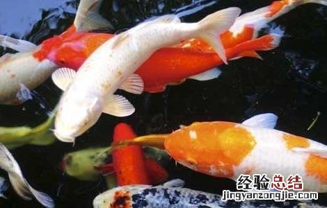 锦鲤怎么养 锦鲤怎么养大的快
