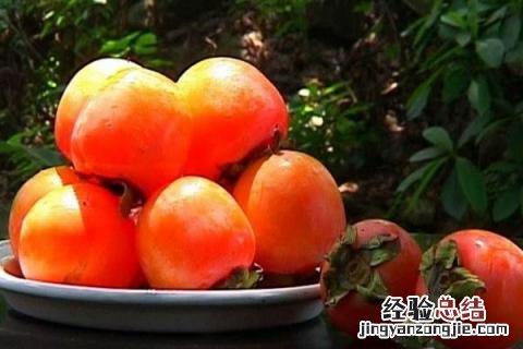 温州栽培面积最大的水果 温州地区可以种植什么水果