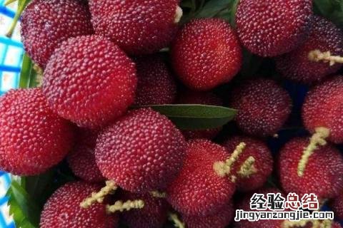 温州栽培面积最大的水果 温州地区可以种植什么水果