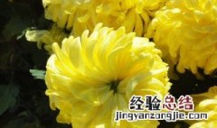 菊花什么时候开花什么时候凋谢 菊花什么时候不开花