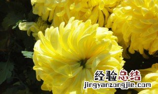菊花什么时候开花什么时候凋谢 菊花什么时候不开花