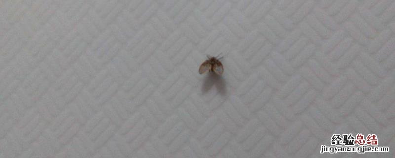 蛾蚋用什么药杀的彻底，常在什么环境中出现