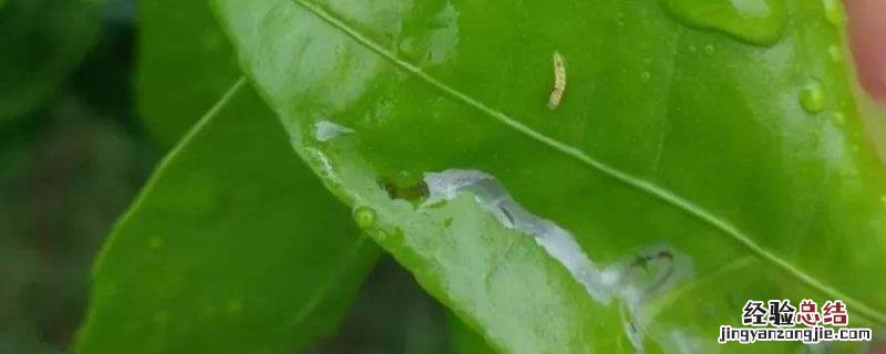 杀潜叶蛾用什么药最快，什么时候防治效果好