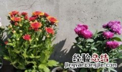 菊花开花了能移栽吗 菊花开花时可以移植吗