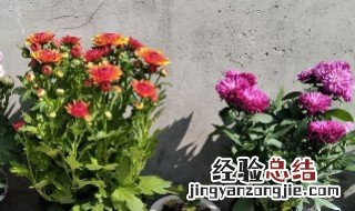 菊花开花了能移栽吗 菊花开花时可以移植吗