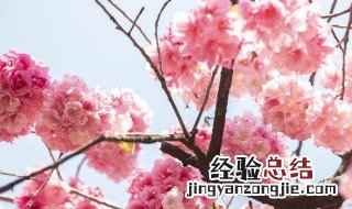 桃花和杏花是一个季节开吗 桃花和杏花是一个季节开吗