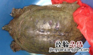 野钓甲鱼的最佳方法和技巧 怎样钓甲鱼最有效