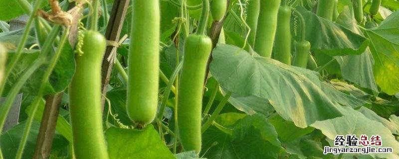 瓠子种植怎样才能多结瓜?附种植时间和技术要点