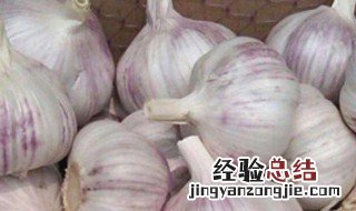 紫皮大蒜怎么腌制好吃 紫皮蒜怎么腌制好吃